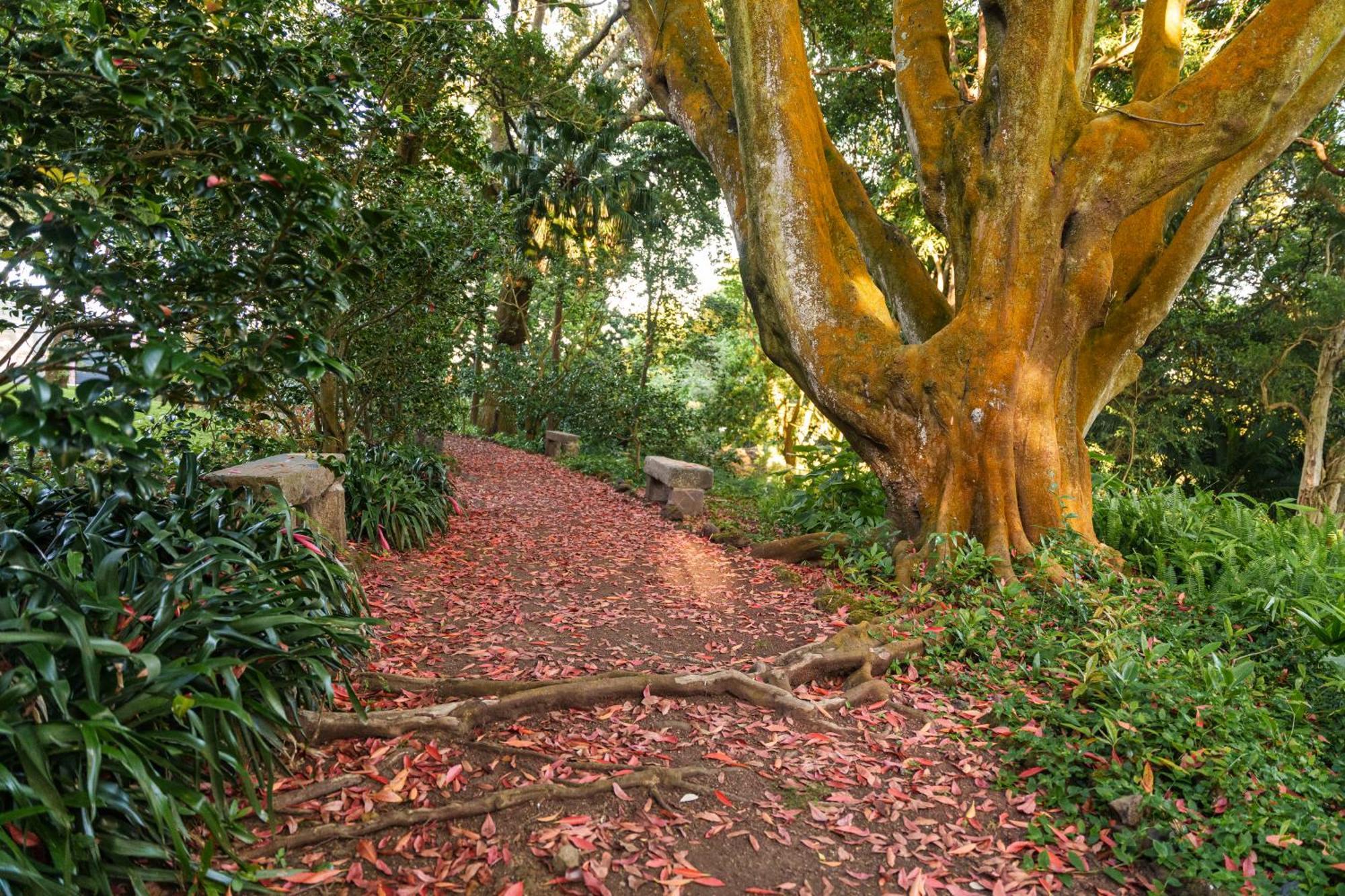 Solar Dos Cantos Botanic House & Garden 蓬塔德尔加达 外观 照片